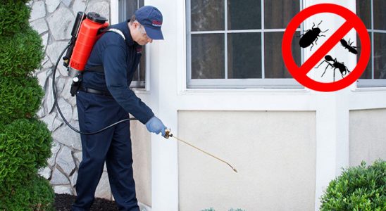 Ardıç Tahtakurusu İlaçlama böcek ilaçlama ve haşere kontrolü — ilaclama-tr.com